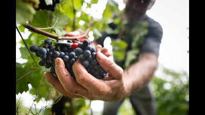 Committee recommends wine tourism to boost Karnataka govt revenue