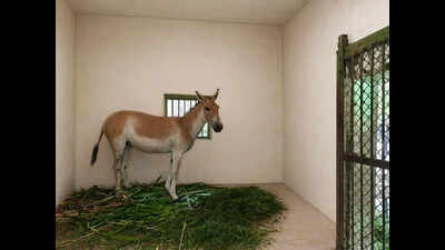 End of long wait as wild ass finds his mate in exchange at Chennai zoo