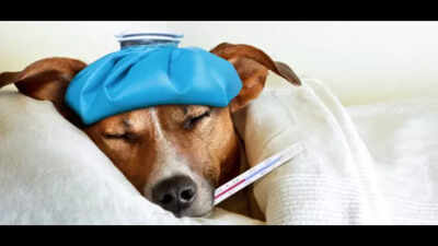 With no bidders, animal ambulance tender to be refloated for third time