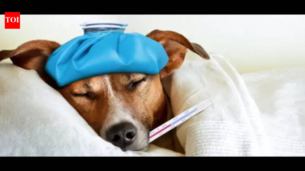 With no bidders, animal ambulance tender to be refloated for third time