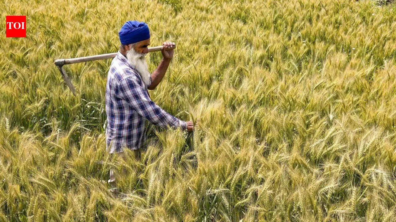 Government raises wheat procurement target by 15% as farmers turn to MSP