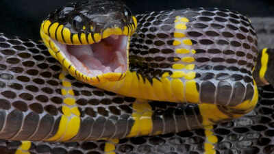 Snake-filled waters of New Zealand: 5 marine regions where sea snakes occasionally appear