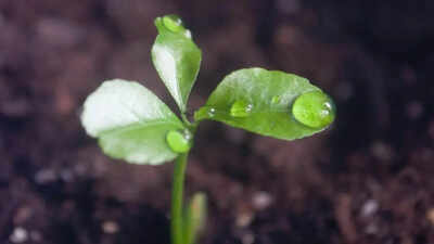 Seeds can 'hear' the sound of rain: New study outlines the sonic effects on plants' growth
