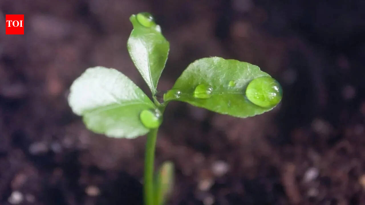 Seeds can ‘hear’ the sound of rain: New study outlines the sonic effects on plants’ growth