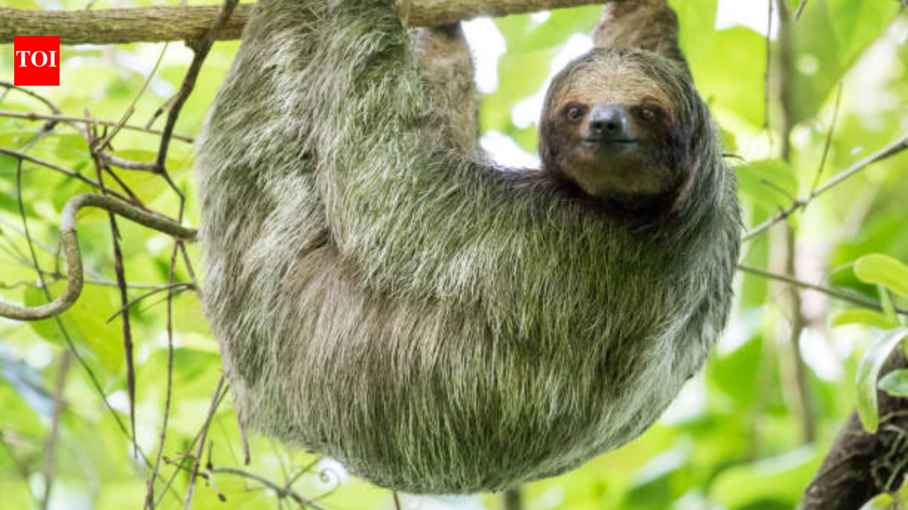 Sloth World: 31 sloths planned for a public exhibit die in Florida - The Times of India