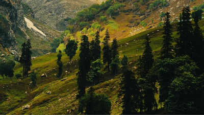 Staying in that room in Dharamshla changed my entire trip: An experience I will never forget