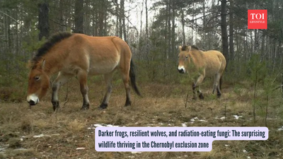 Darker frogs, resilient wolves, and radiation-eating fungi: The surprising wildlife thriving in the Chernobyl exclusion zone