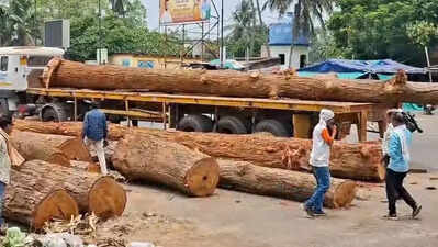 Sal wood arrives for Baladevjew temple chariot work