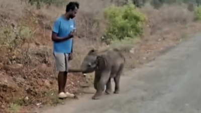 Elephant calf found abandoned in village near Coimbatore