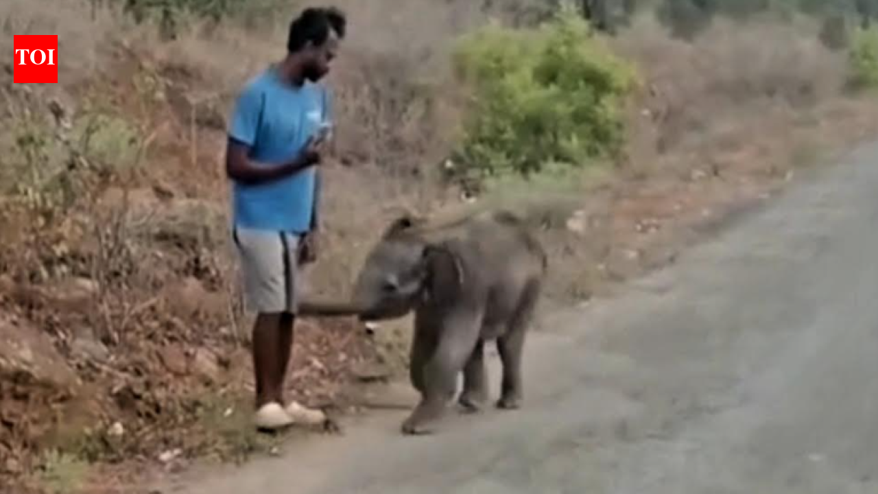 Elephant calf found abandoned in village near Coimbatore