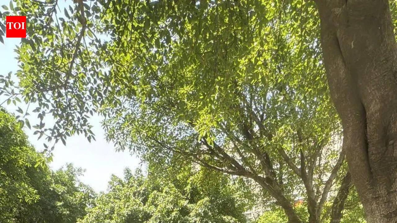 Peacock hit by car dies near condo, FIR against driver