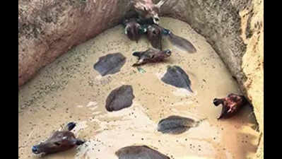 Nilgai herd rescued from well in Palamu