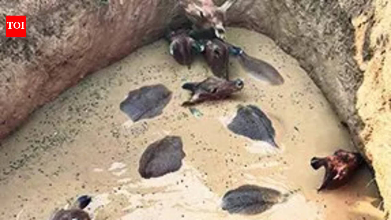 Nilgai herd rescued from well in Palamu