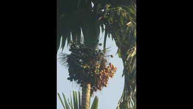 CPCRI to host arecanut leaf spot management meet in Sullia on April 29