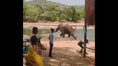Woman hurt, tourists scared by wild tusker at confluence of Arkavathi and Cauvery rivers in Bengaluru South