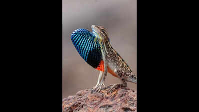 Navi Mumbai: 2 naturalists capture fan-throated lizard
