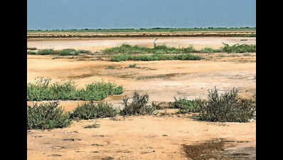 New book charts hidden green wealth of Kutch