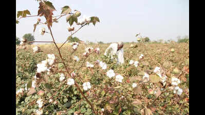 Punjab retains 33% subsidy on BT hybrids, desi cotton seeds