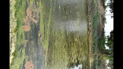 Choked tributaries are making Gomti gasp for life