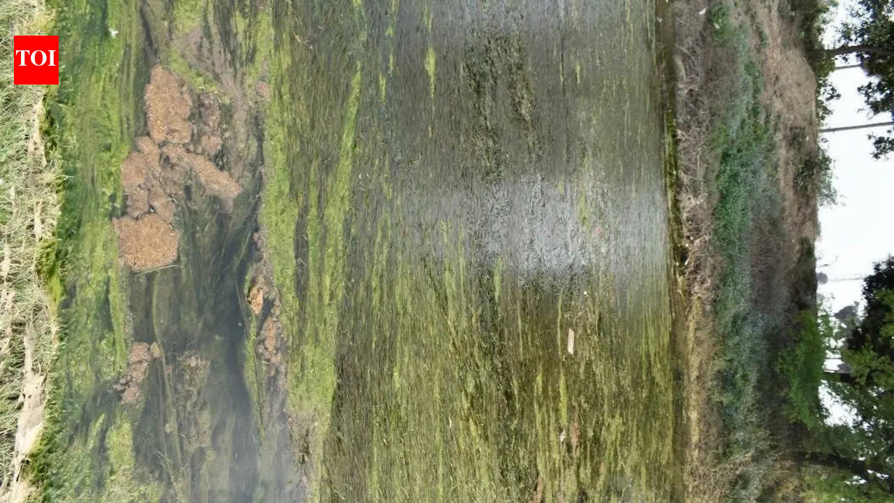 Choked tributaries are making Gomti gasp for life