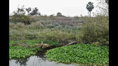 Choked tributaries are making Gomti gasp for life