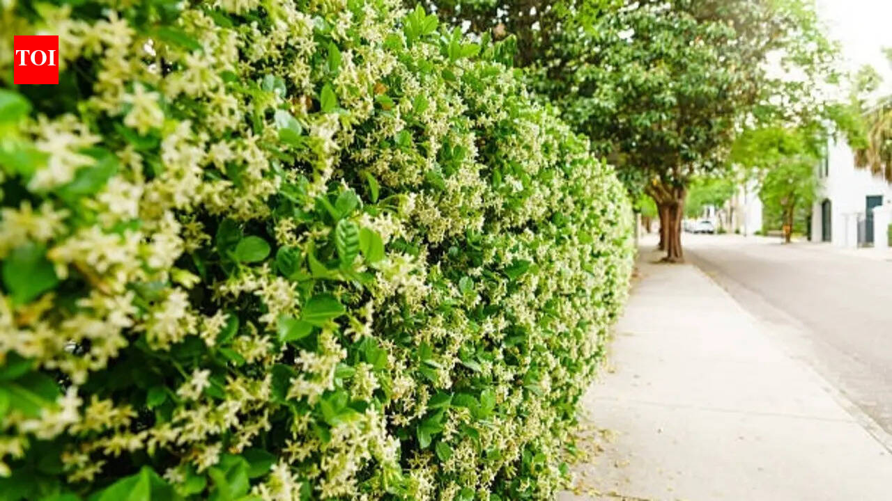 From plain fence to blooming beauty: This climbing plant can transform your backyard into a private oasis