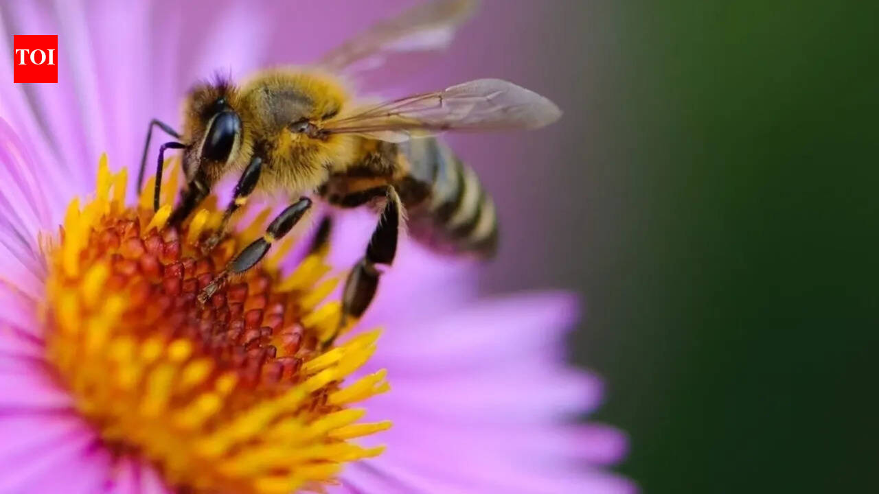 Want to get more bees to your garden? Here’s how you can do it