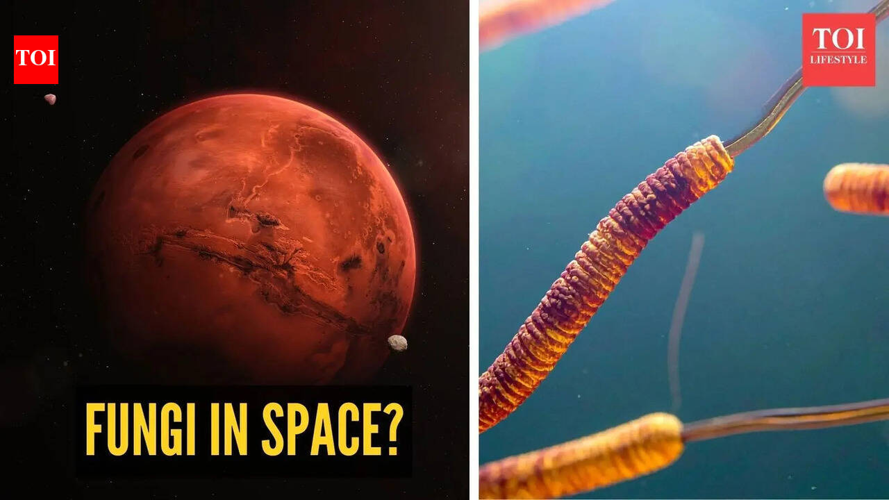 Fungi in space? Study finds surprising survival ability in Mars-like conditions