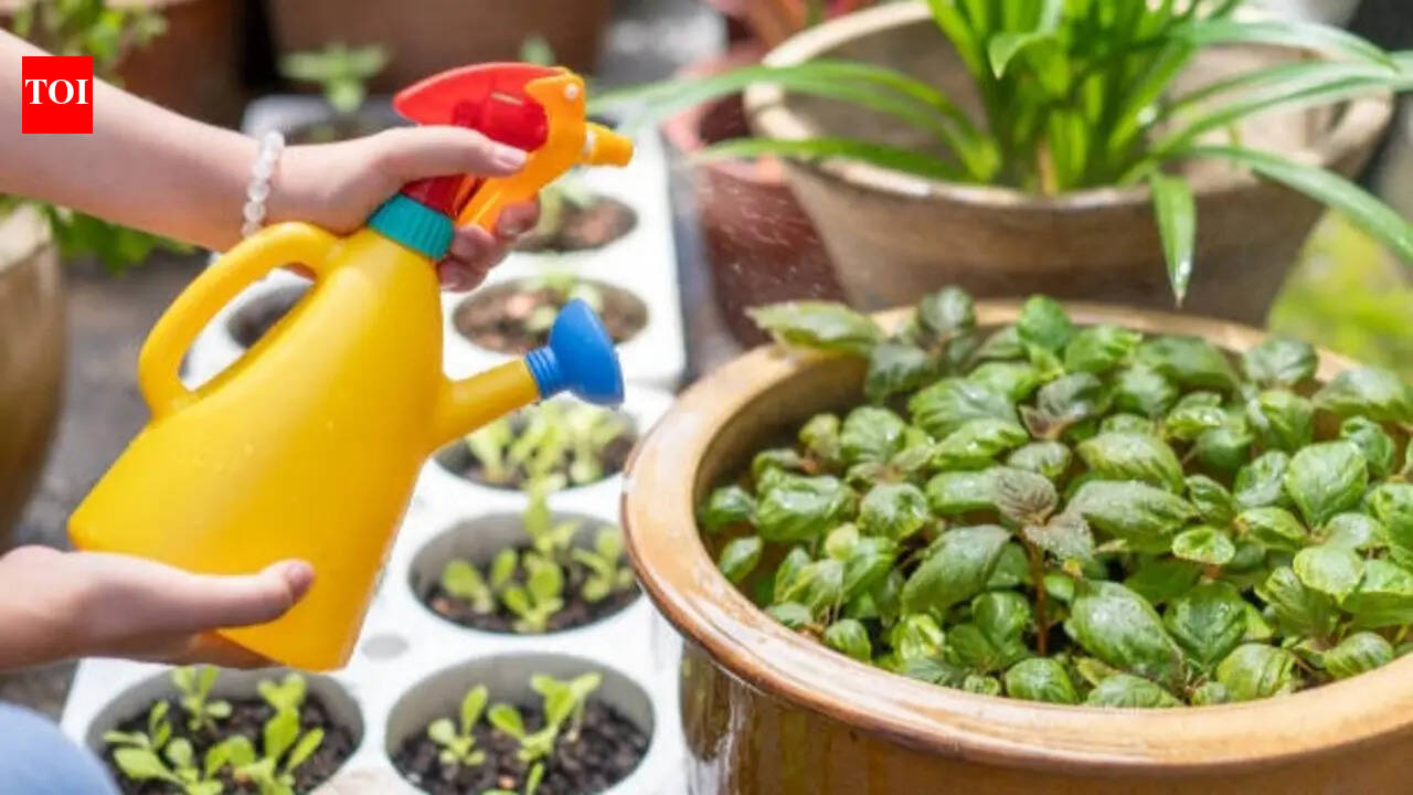 7 natural ways to remove pests from home and garden