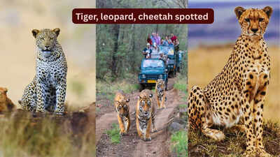Rare spotting: A Bengal tiger, a leopard, and a cheetah spotted at this national park in Rajasthan