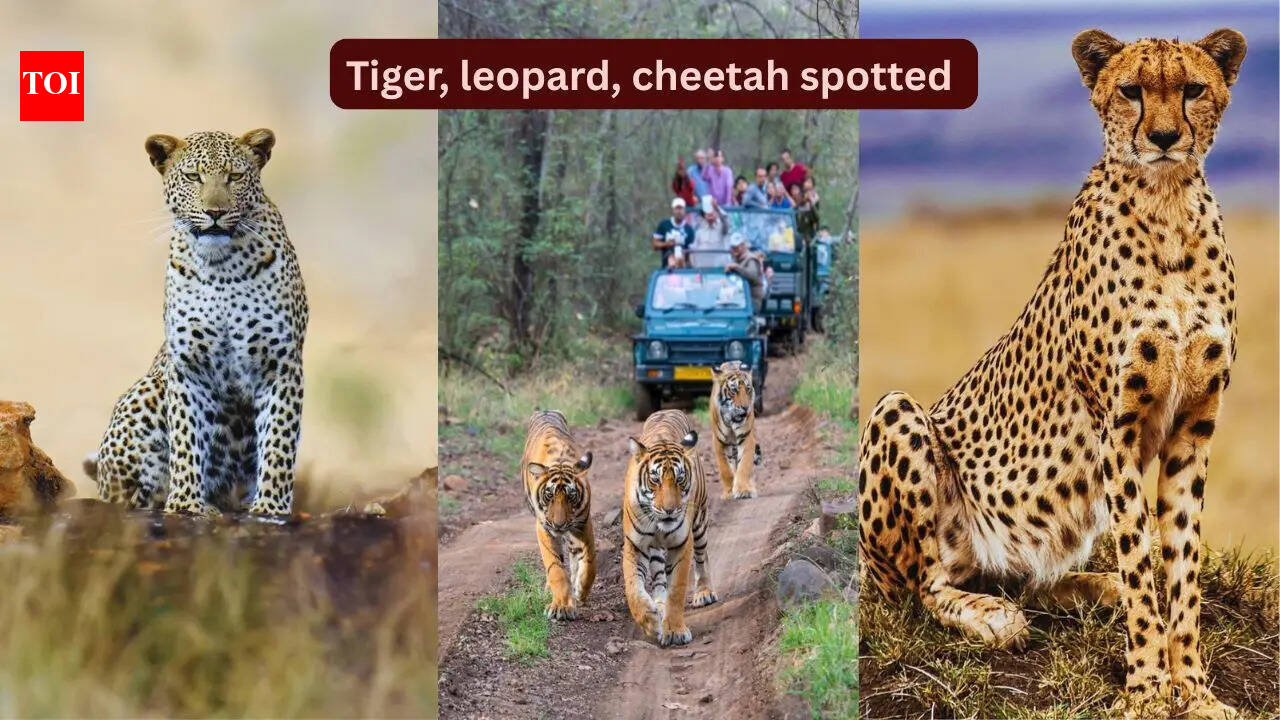 Rare spotting: A Bengal tiger, a leopard, and a cheetah spotted at this national park in Rajasthan
