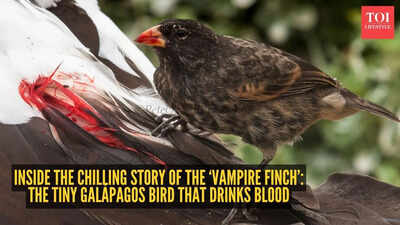 Inside the chilling story of the 'Vampire Finch': The tiny Galapagos bird that drinks blood