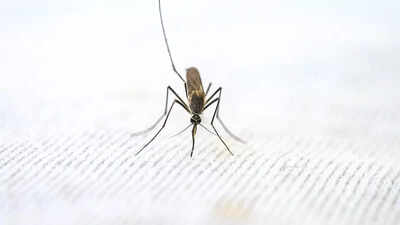 World Malaria Day-- WHO clears first malaria drug for newborns, flags new tests as old ones fail