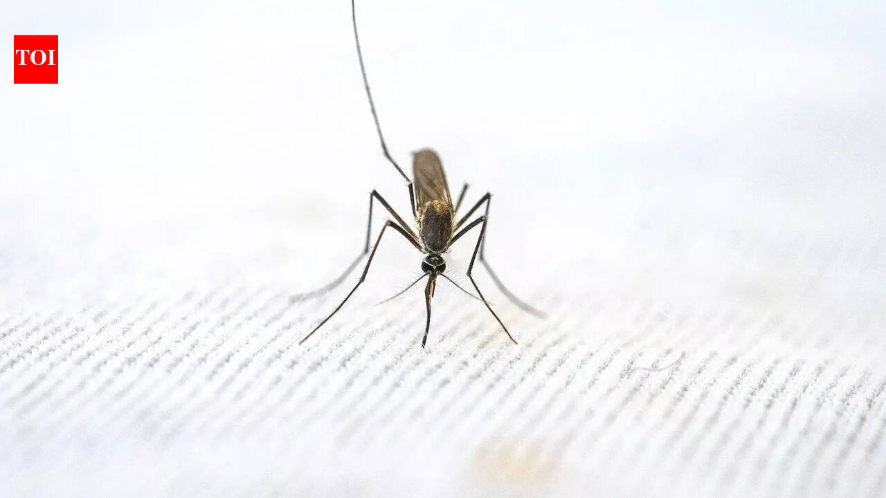 World Malaria Day-- WHO clears first malaria drug for newborns, flags new tests as old ones fail