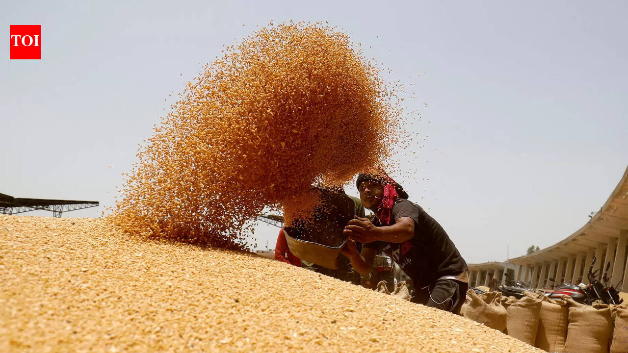 India's wheat outlook: Production stable despite challenges, says government