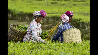 Tea Board shuts Jorhat auction centre, stakeholders raise alarm
