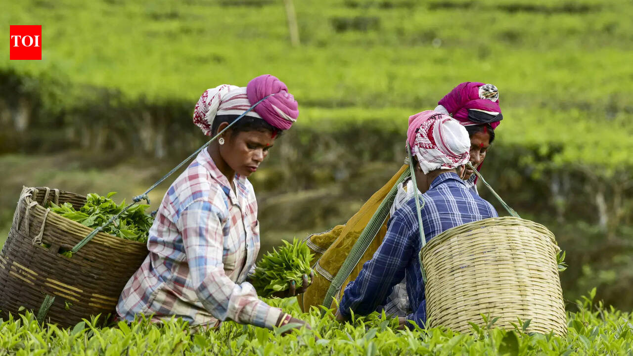 Tea Board shuts Jorhat auction centre, stakeholders raise alarm