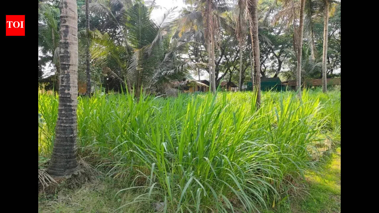 Farmers in Goa turn to climate-resilient fodder crops as temperature gets warmer