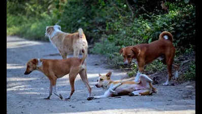 Community dog was rescued from 40 feet deep water filled pit in Thane