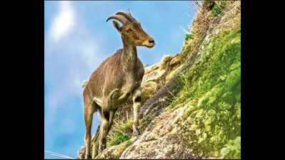 App launched for analysing Nilgiri Tahr population data