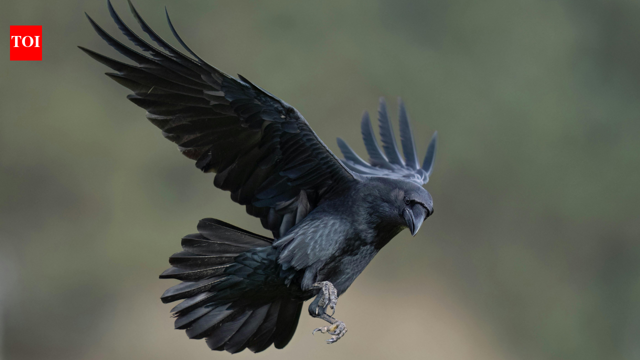 Why ravens are among the few animals thriving around the Dead Sea