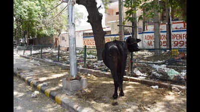 Greenbelt in Gurgaon Sector 4 turns dumping ground amid encroachments and neglect