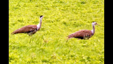 PM Modi hails GIB revival in Jaisalmer as count reaches 82