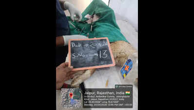Activists accuse Jaipur ABC agency of reusing dog surgery photos to inflate bills