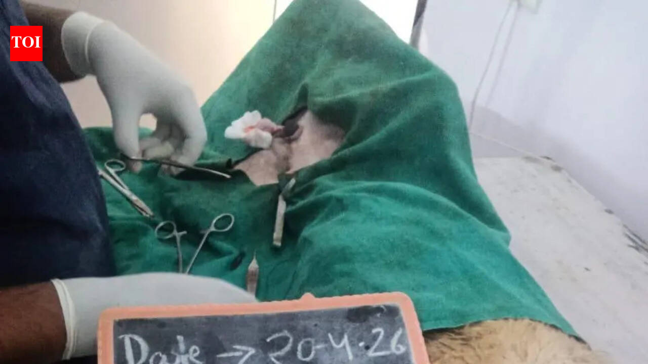 Activists accuse Jaipur ABC agency of reusing dog surgery photos to inflate bills