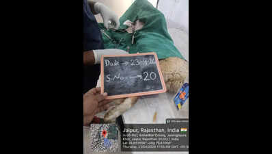 Activists accuse Jaipur ABC agency of reusing dog surgery photos to inflate bills