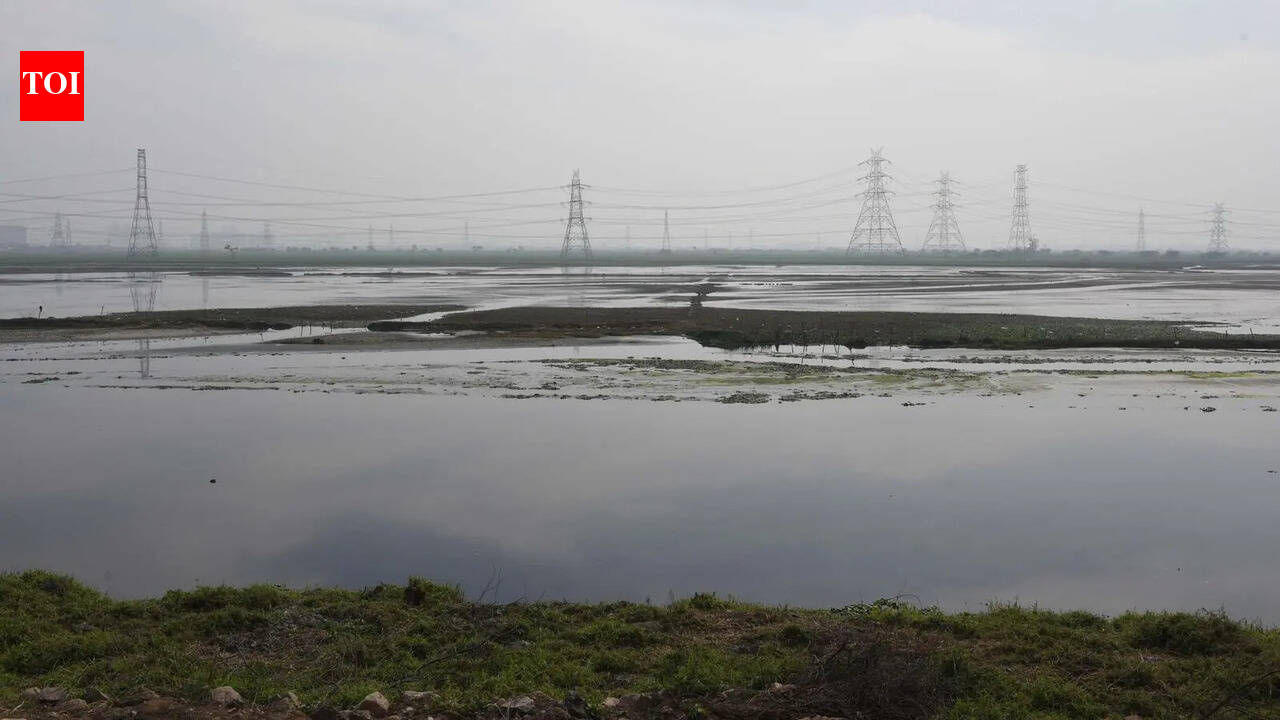 Haryana govt shifts wetland authority to wildlife deptartment amid gaps in protection