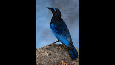 Malabar Whistling Thrush Spotted In Amravati City