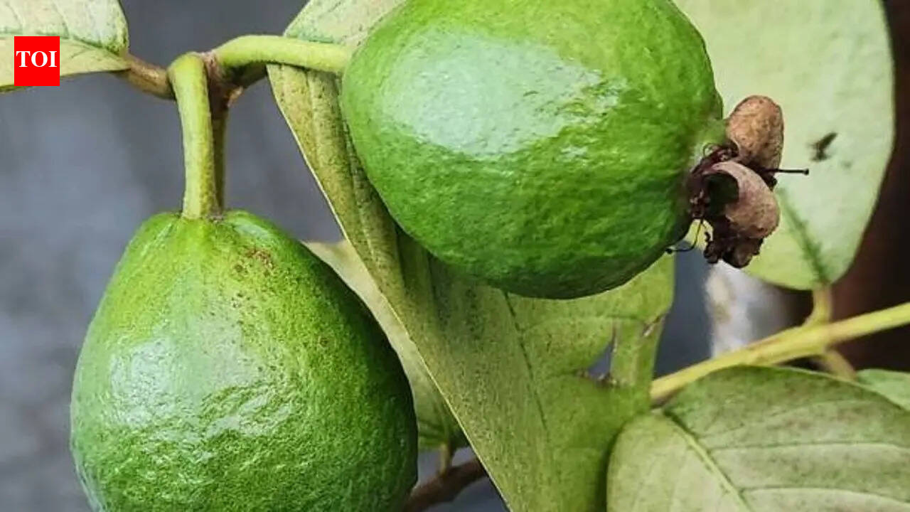 How to grow Guava tree at home (Simple step-by-step guide for beginners)