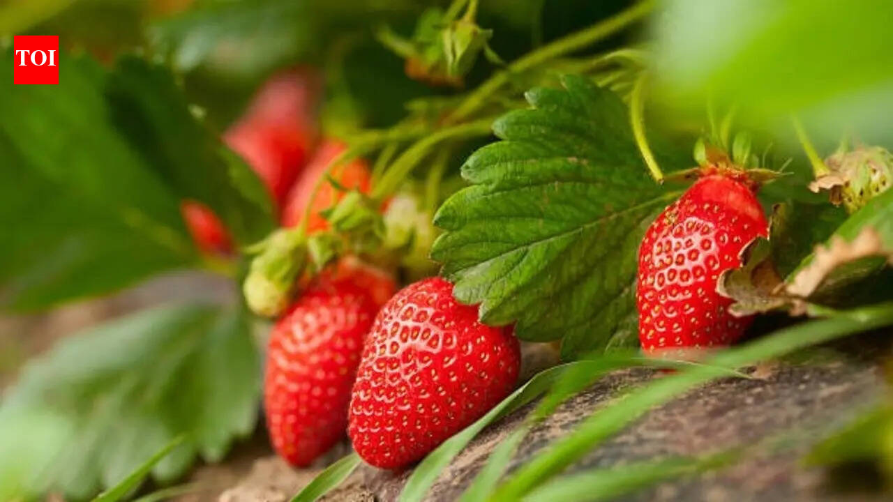 Strawberries Growing Tips: The right way to grow strawberry plant (time, soil mix, growth tips) - The Times of India